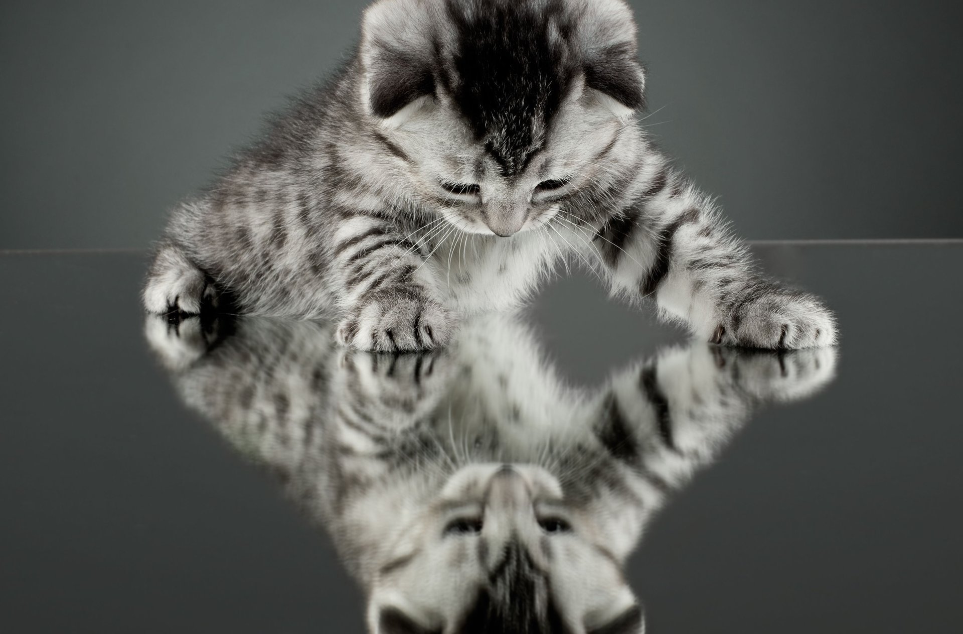 chat chaton chat fond d écran miroir chat réflexion fond