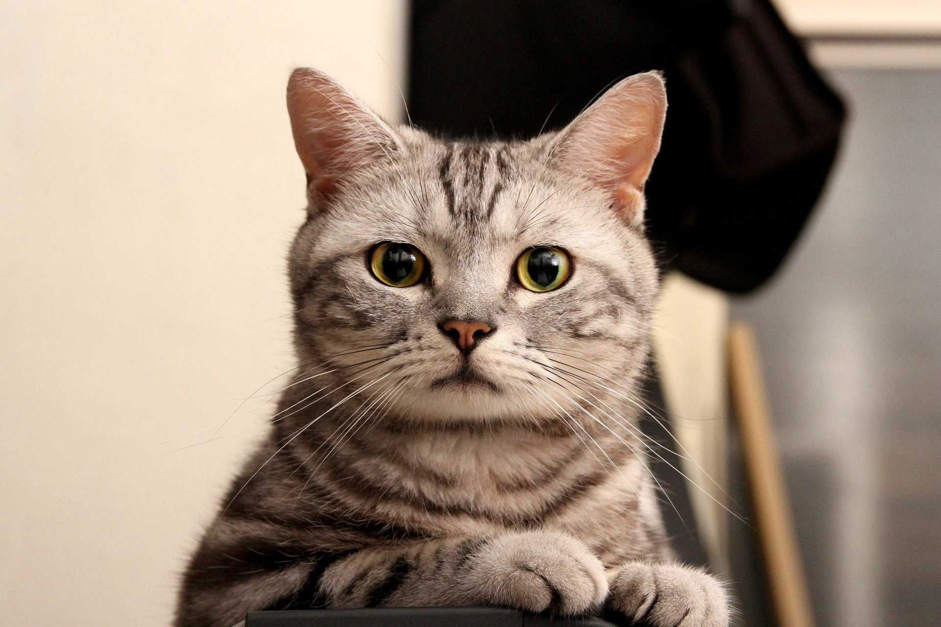 gatto verde a strisce sguardo guarda occhi grigio