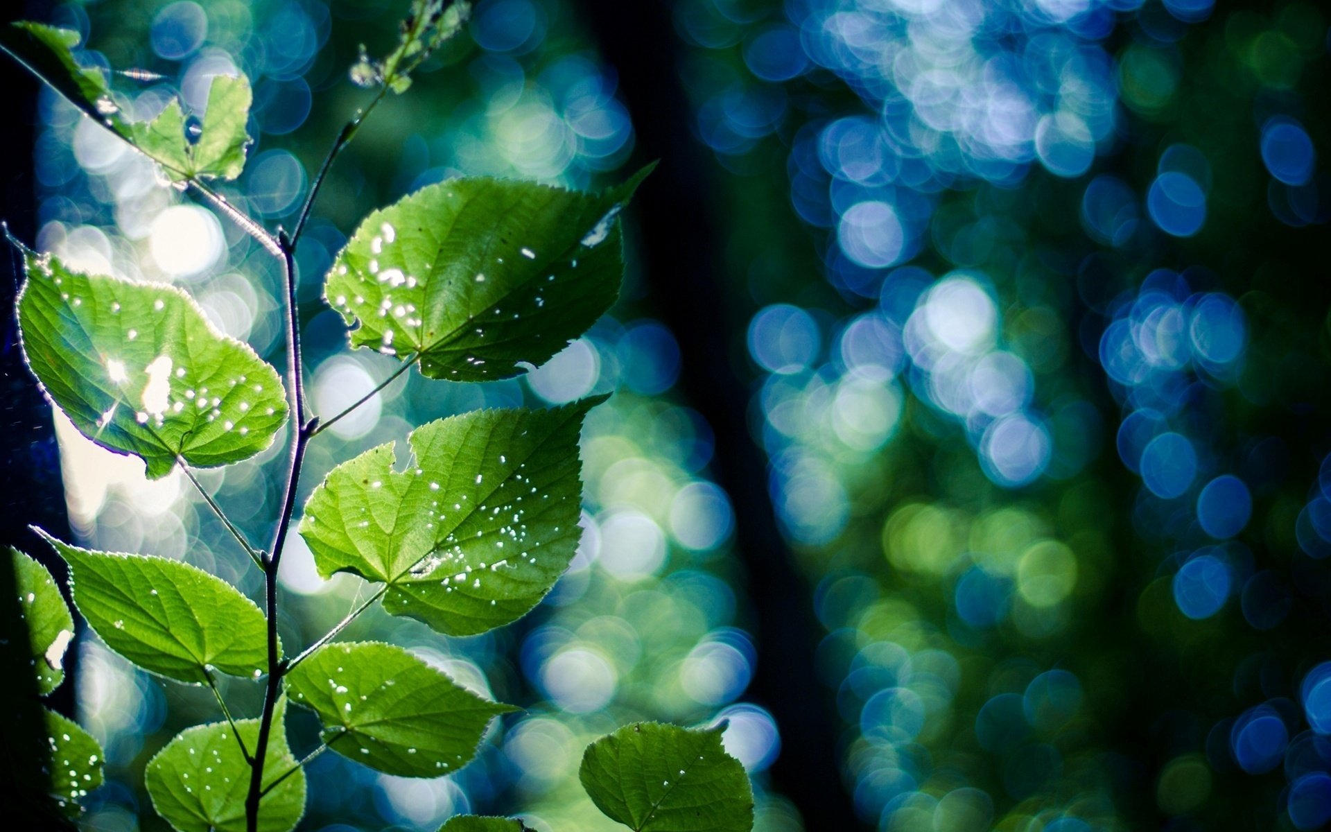 branch macro green nature leaves bokeh