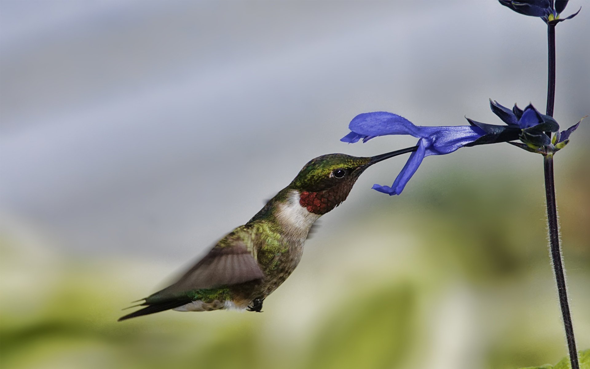 uccello colibrì volo fiore macro