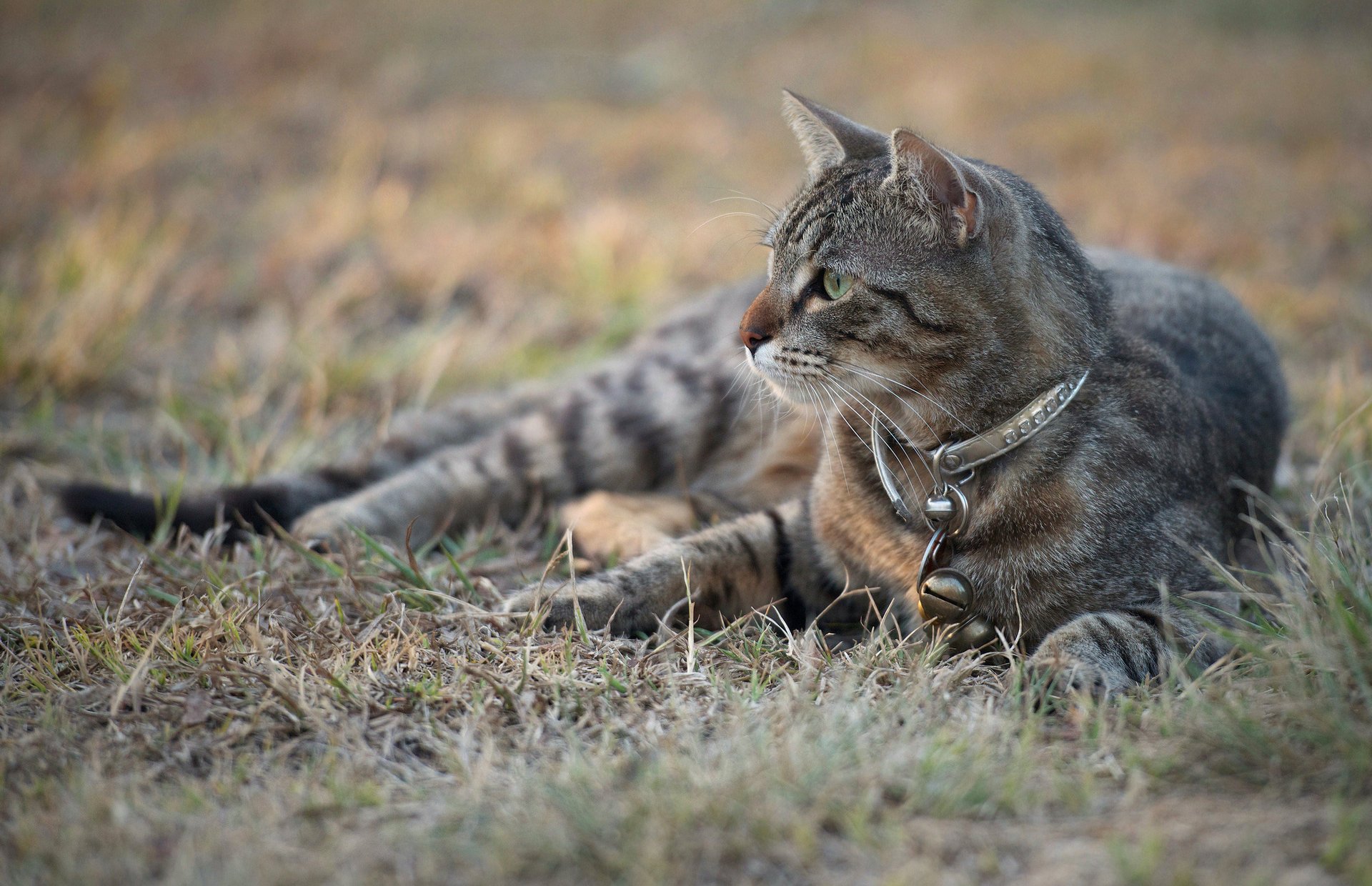 gras grau katze halsband blick katze