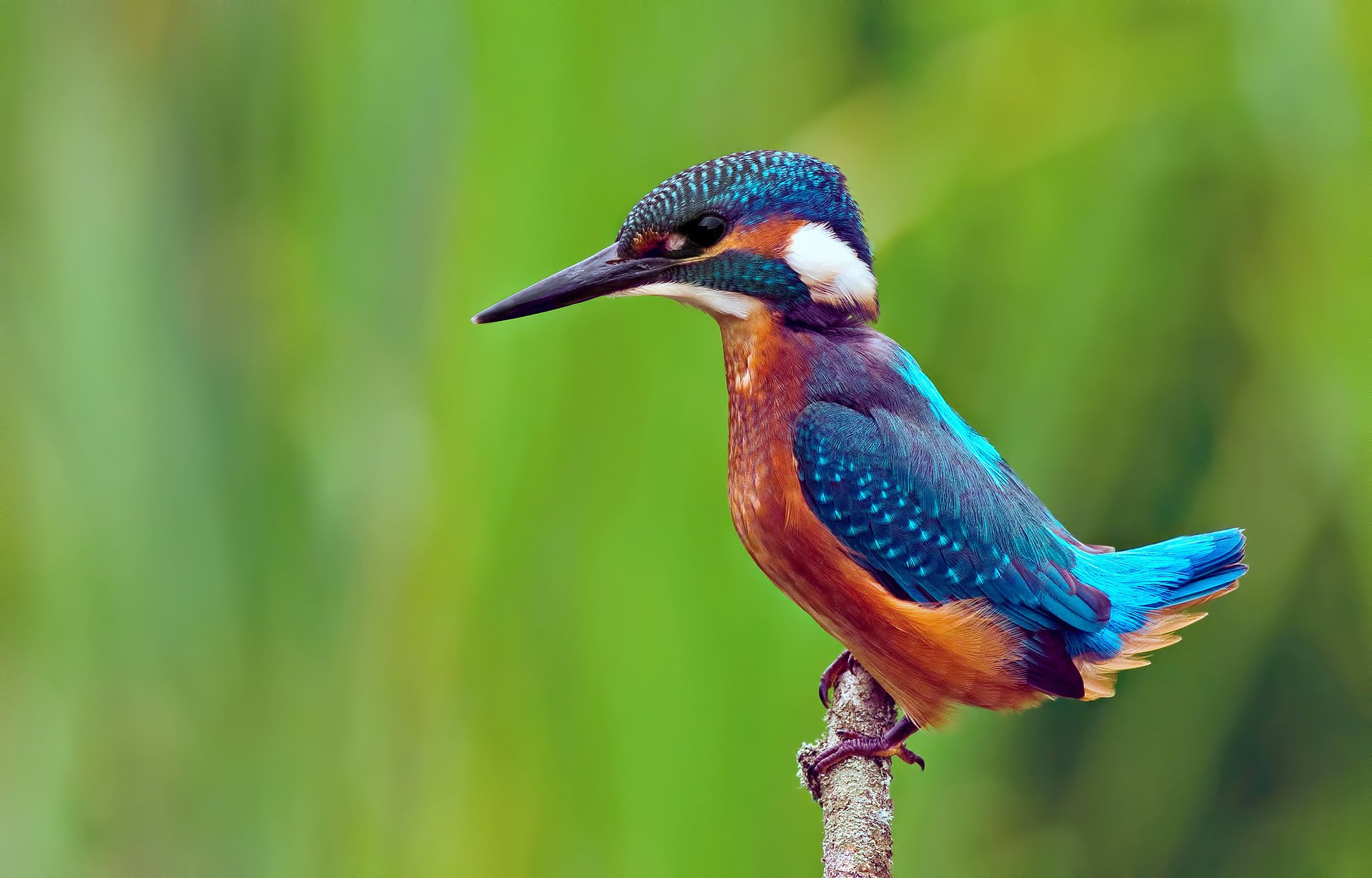 uccello ramo kingfisher alcedo atthis martin pescatore comune