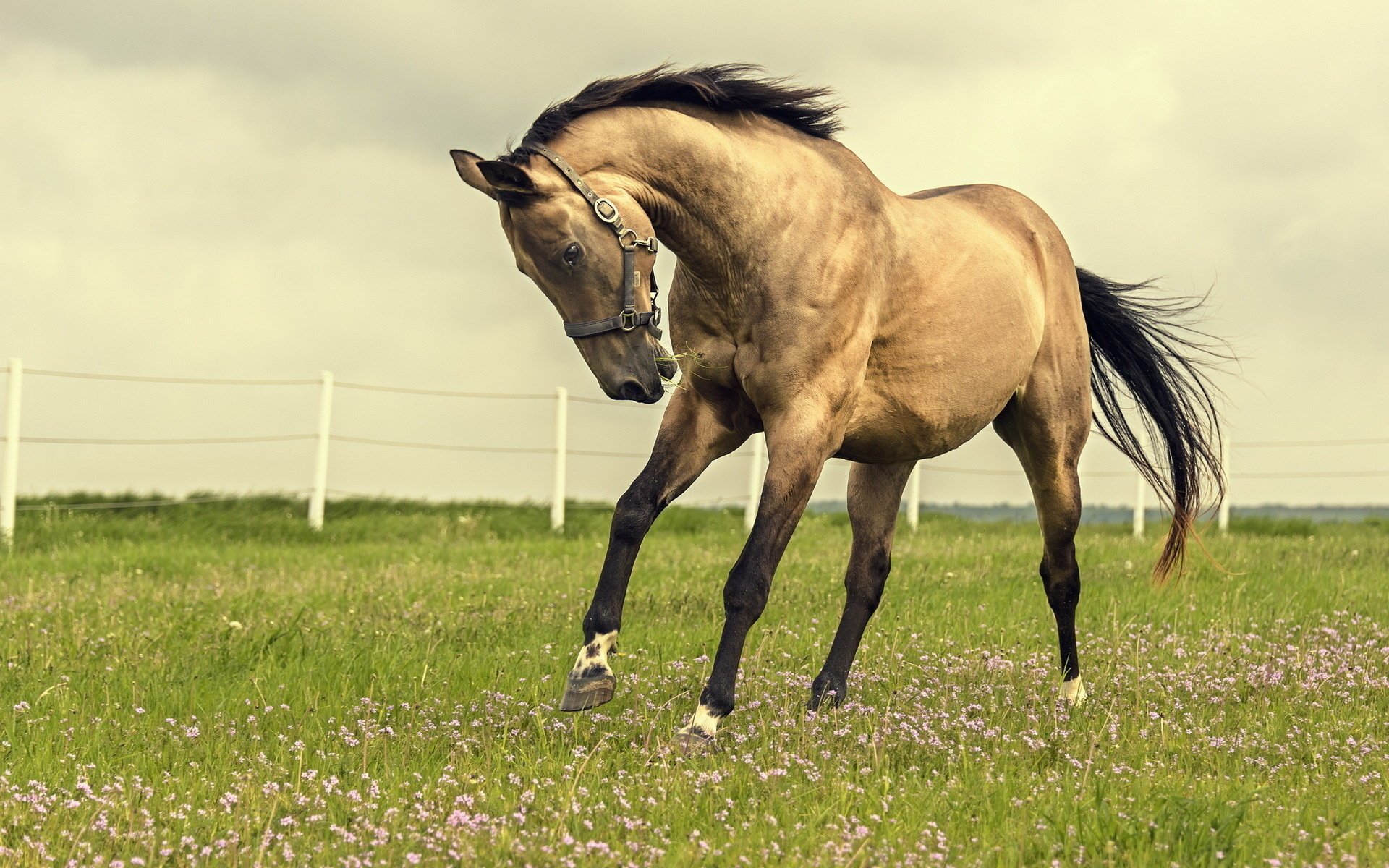 cavallo natura campo