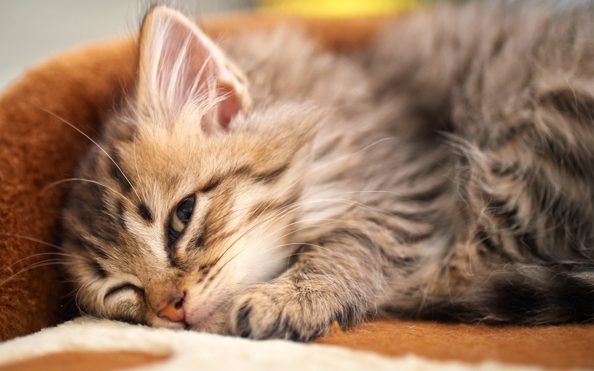 kätzchen katze schlafen liegen