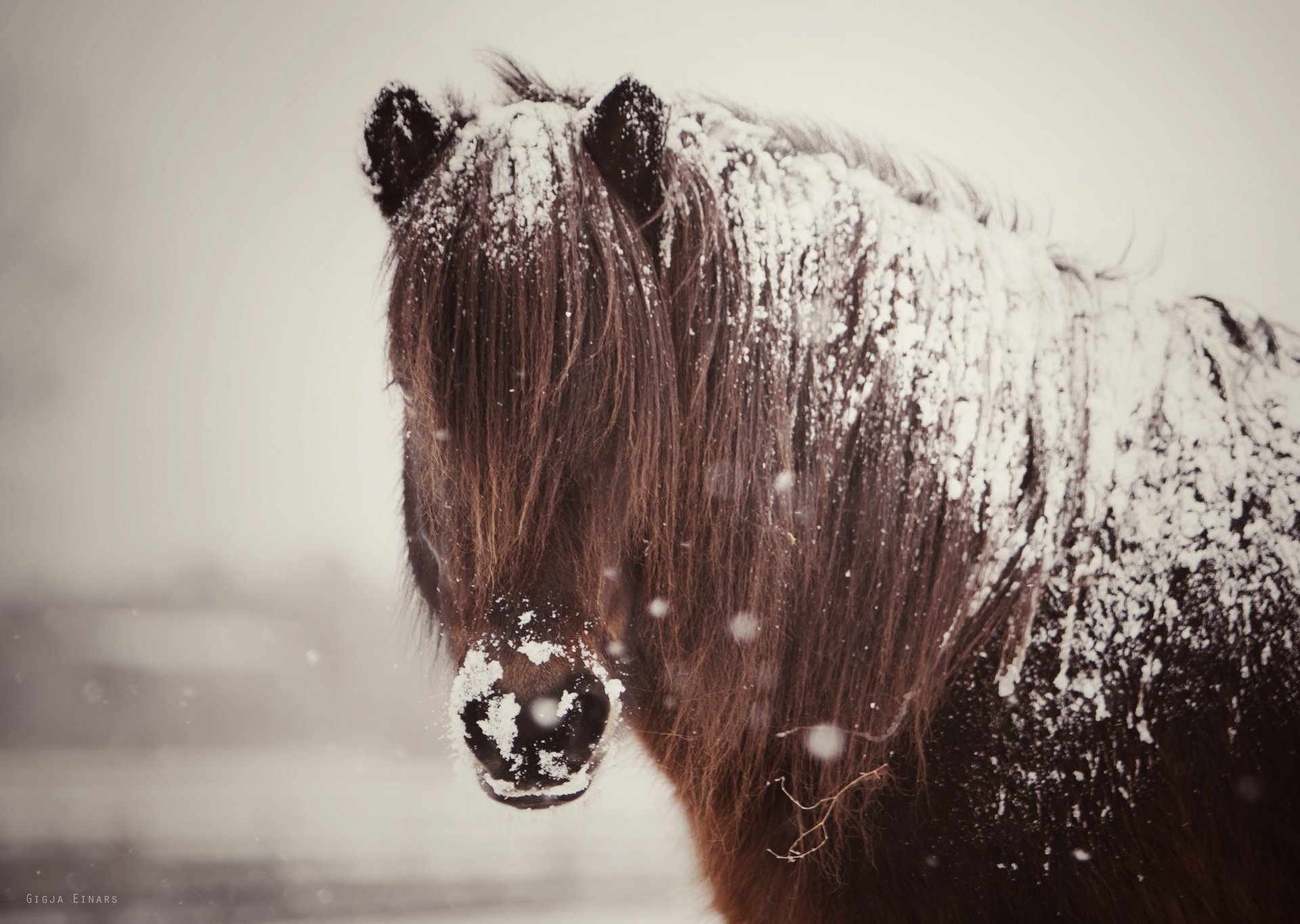 horse horse snow mane