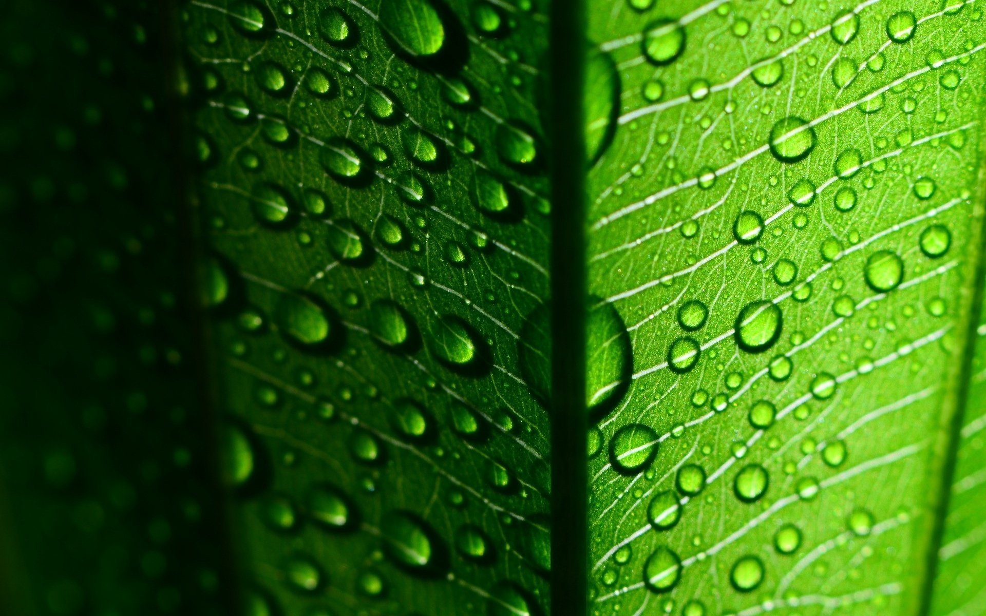 macro hoja rocío gota hojas gotas hoja