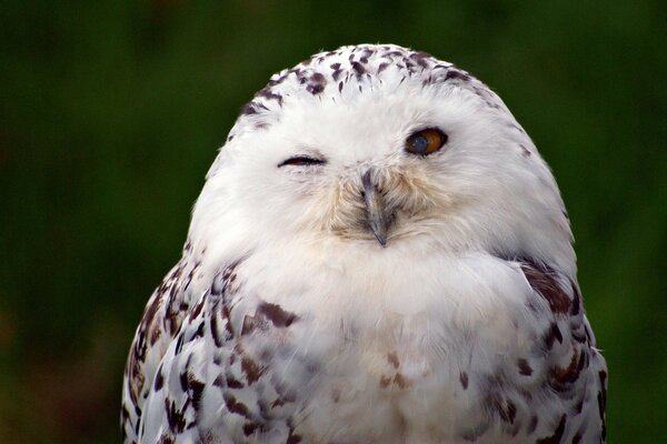 Le hibou polaire fait un clin d œil