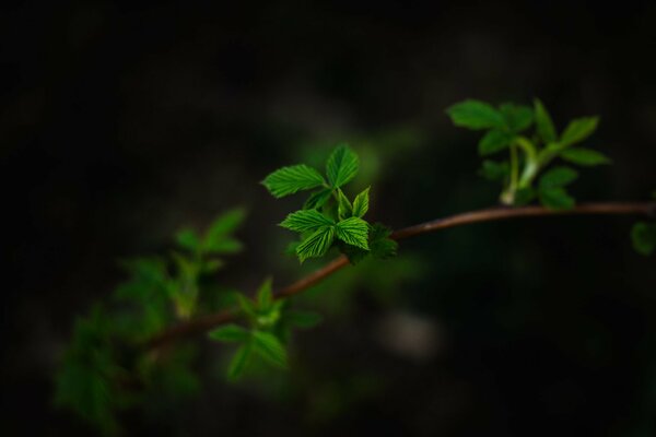 Fresh green leaves raspberries