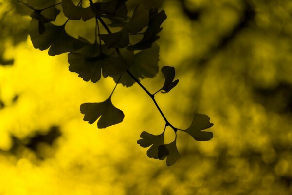 Темно зелёная листва на жёлтом фоне