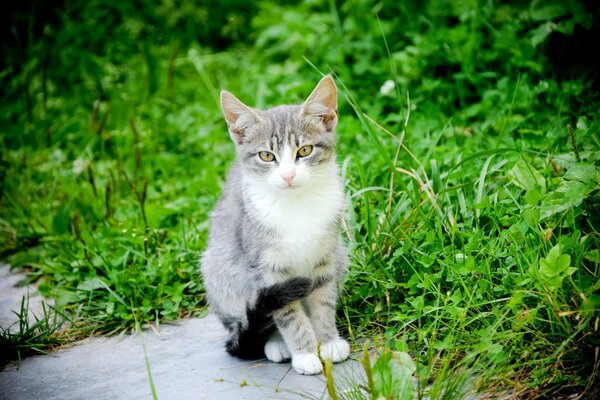 Fluffy cat went for a walk