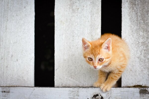 Red cat on the fence background for computer