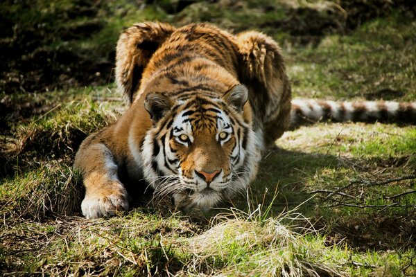 Tigre acostado en la hierba caza