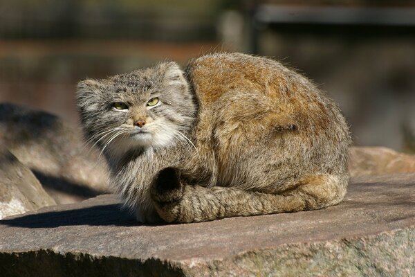 Chic and graceful predator manul