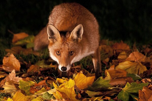 Ein Fuchs in orangefarbenen Blättern