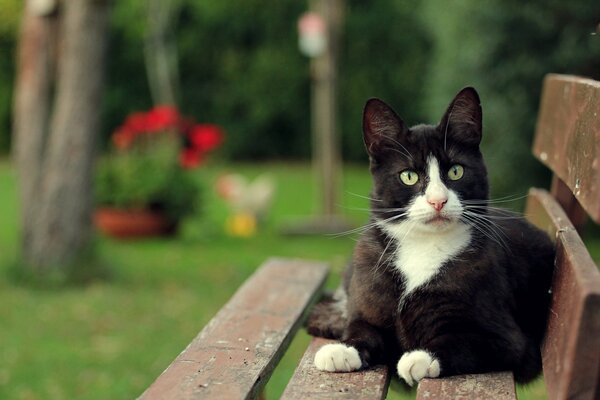 The cat is lying on a bench against the background of the lawn