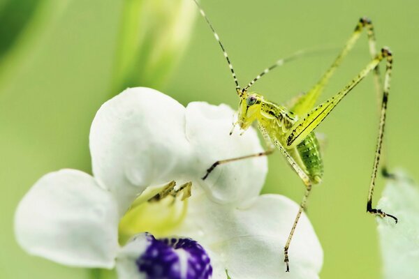 Insecto inusual de color verde claro En una flor blanca