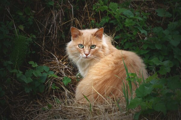 Die rote Katze schaut überrascht in Richtung des Beobachters