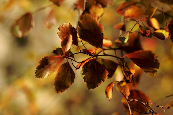 Branche d arbre au feuillage d automne