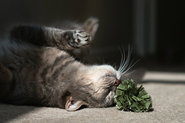 Playful cat on the floor with a flower