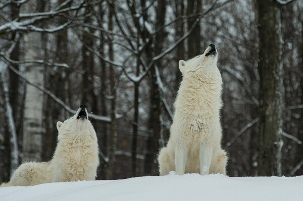 Two polar wolves in the snow