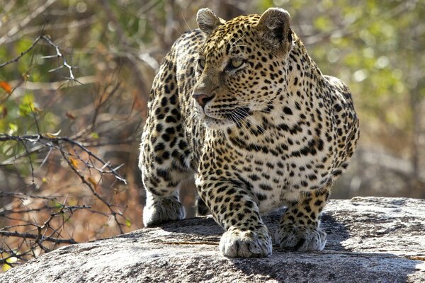 The leopard froze in anticipation of prey