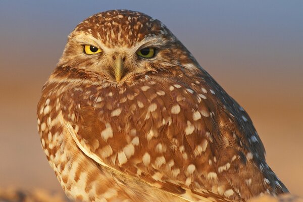 Le regard du hibou tacheté est approximatif