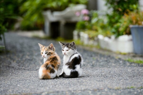 Gattini sulla strada che guardano insieme