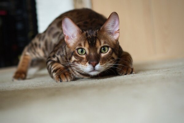 Bengal cat quietly sneaks