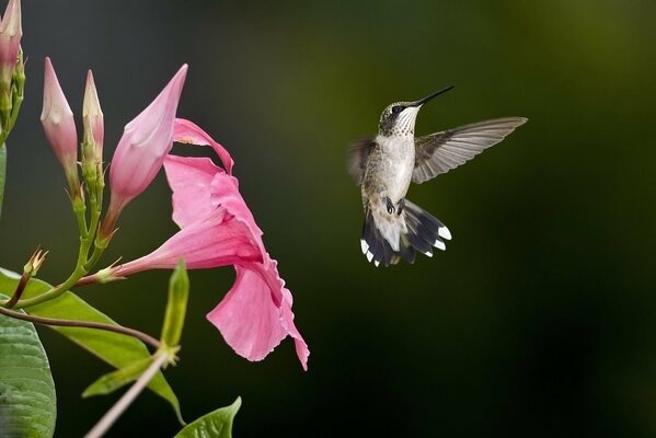 Colibrì vicino al fiore rosa