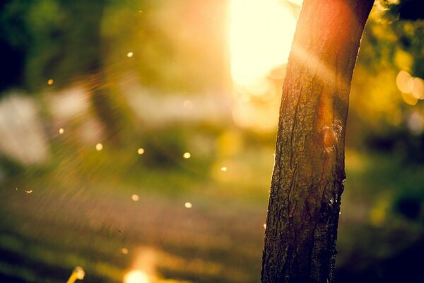 Reflections of the sun on the bark of a tree