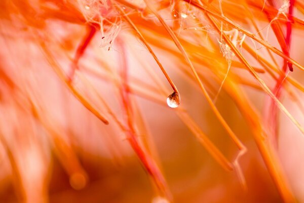 A drop of rain macro on a flower