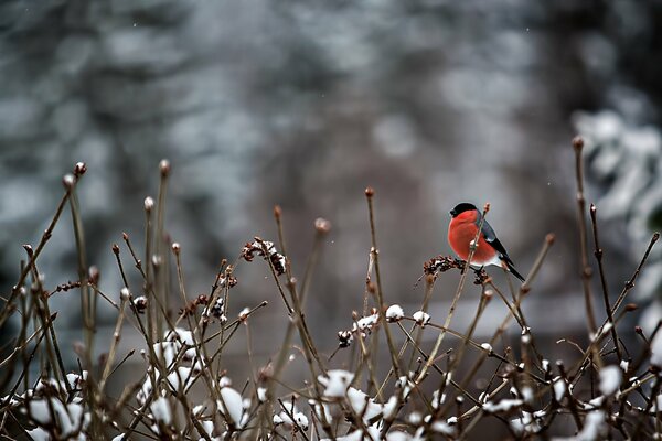 Snowyir con un pecho rojo brillante en ramitas cubiertas de nieve