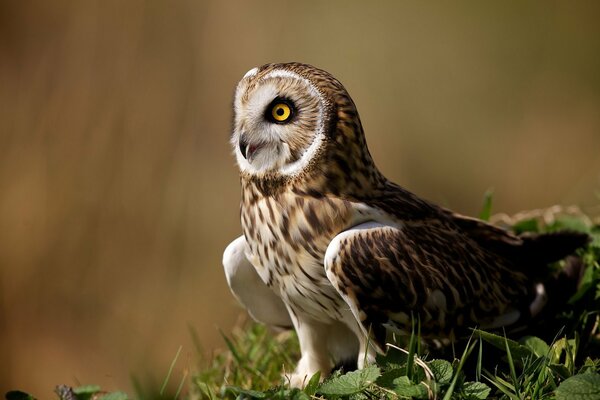 The owl is sitting on the green grass