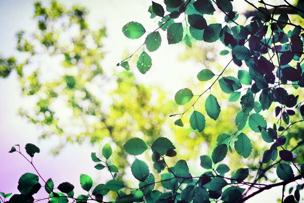 Transparent leaves on trees from the sun