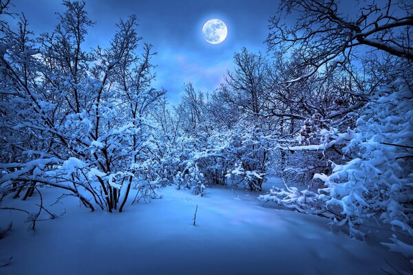 Winter forest clearing under the moon