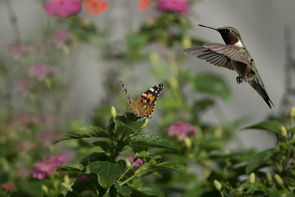 Ein kleiner Kolibri schwärmt über einen Schmetterling