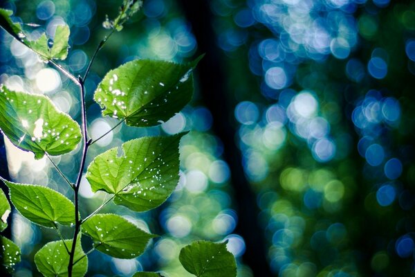 Greenery untouched by human hand