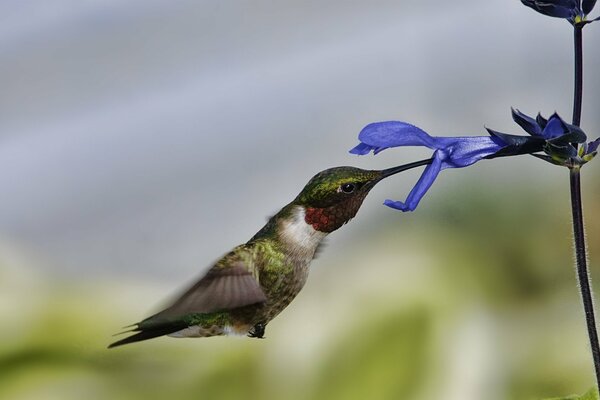 Ein Kolibri isst im Flug eine Blume