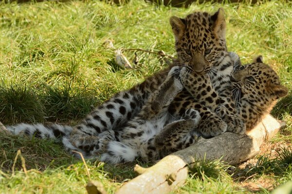 Spiel der erstaunlichen Leoparden-Baby-Kätzchen
