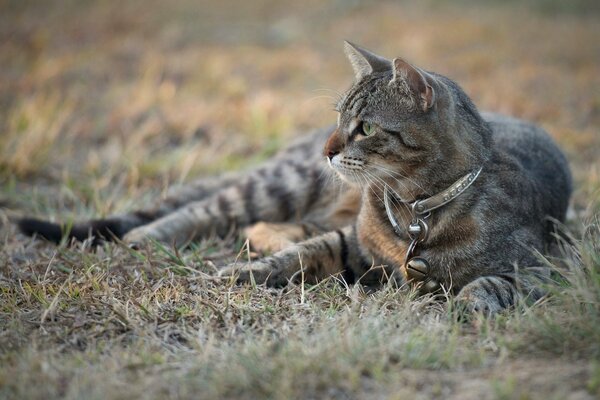 The cat lies on the ground and looks thoughtfully away