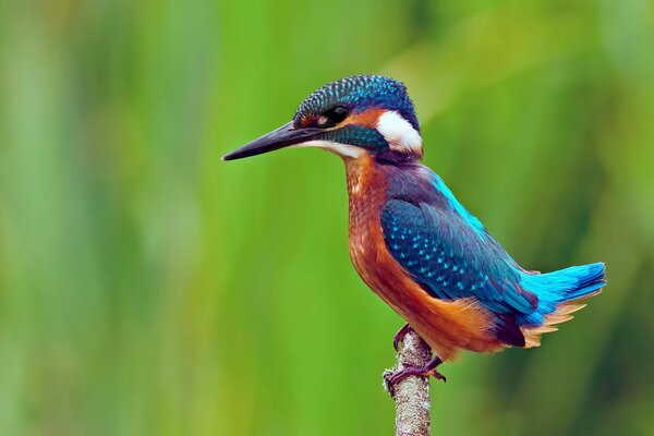 Il martin pescatore ordinario si siede su un ramoscello sottile su uno sfondo verde