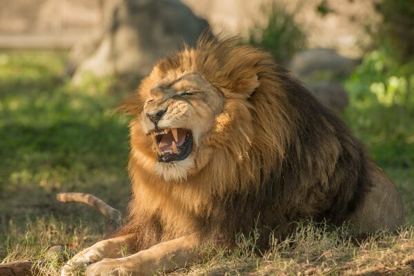 The growl of the king of beasts with a gorgeous mane