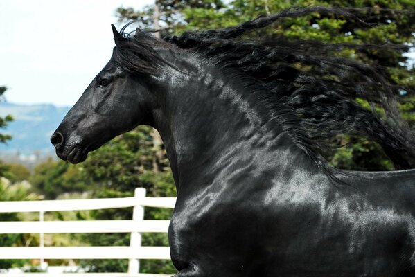 A stallion as black as night with a black mane