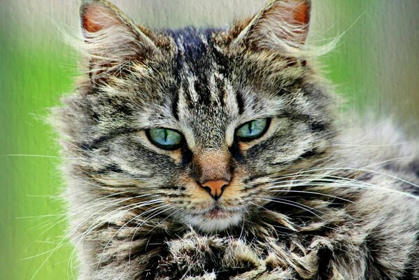 Striped cat posing for portrait