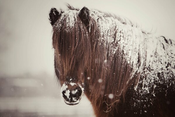 Ein mähniges Pferd im Schnee