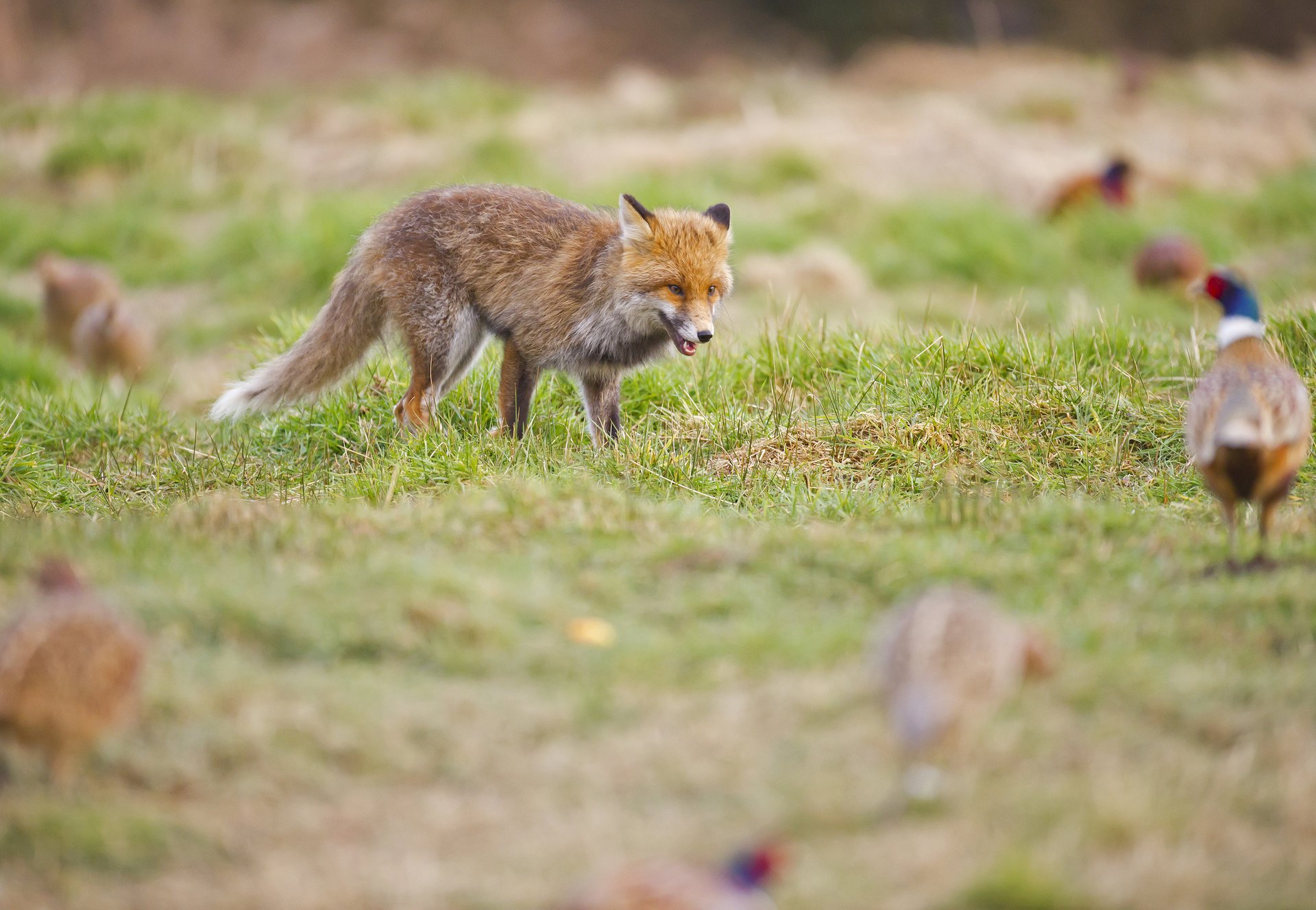 faisans clairière roux herbe chasse renard