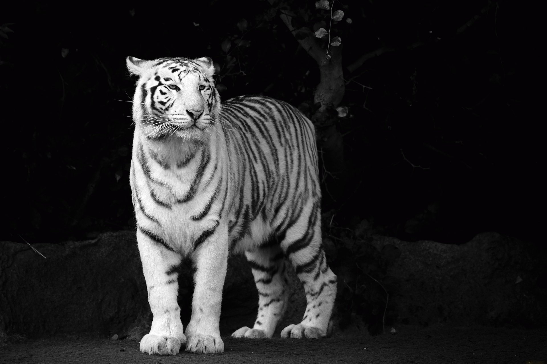 tigre blanc tigre prédateur museau fond d écran noir et blanc vue