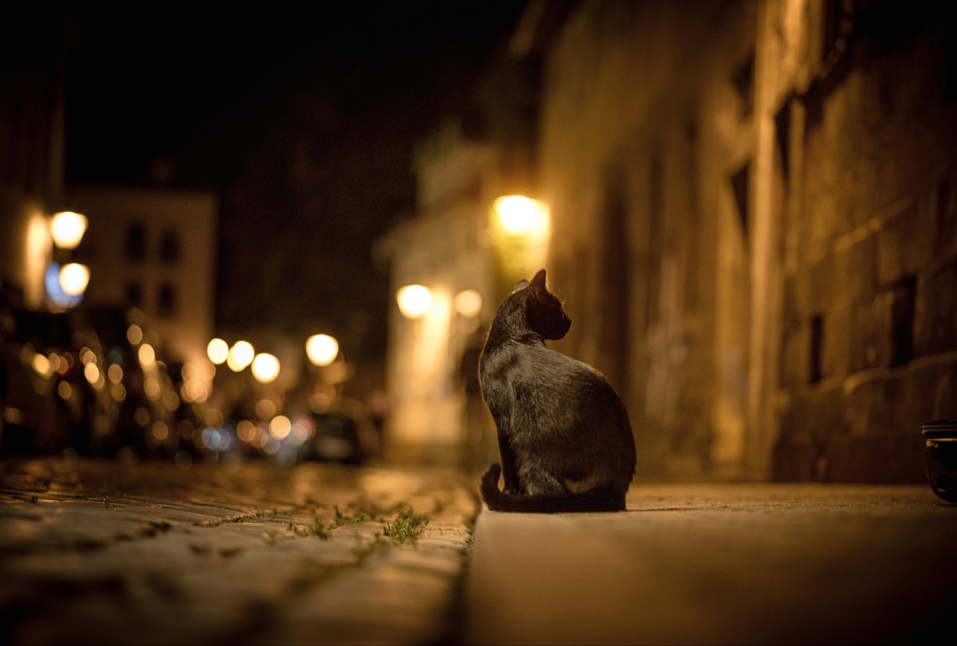 gato negro luces calle gato bokeh noche ciudad