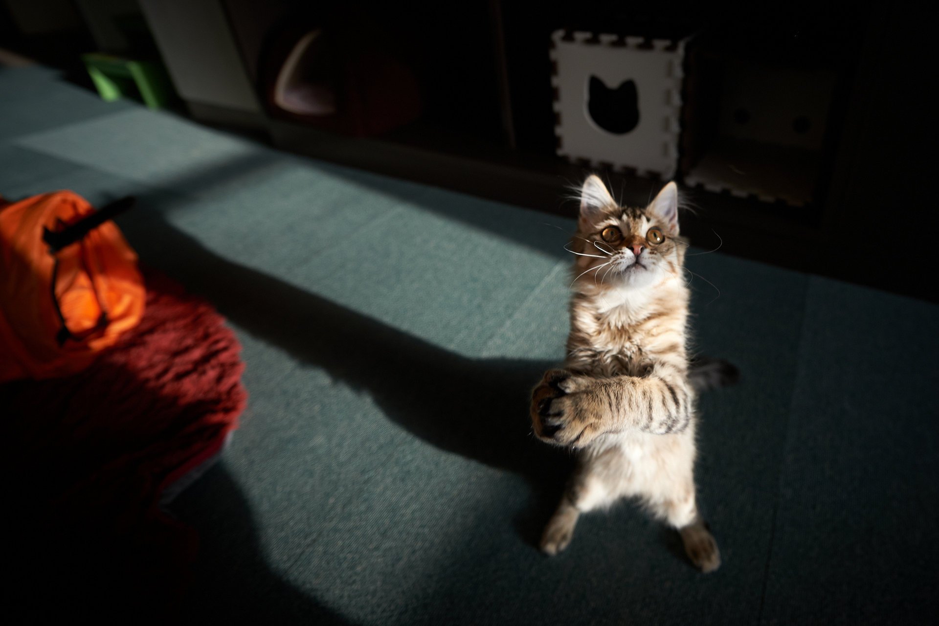 katze spielen stehen pfoten zimmer katze