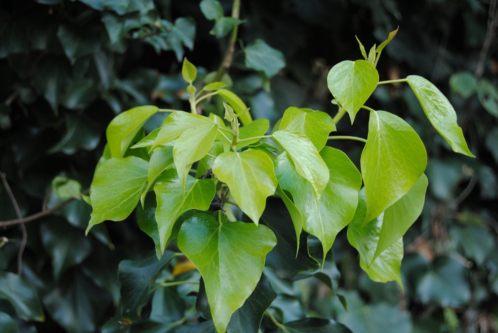 nature greens plants spring